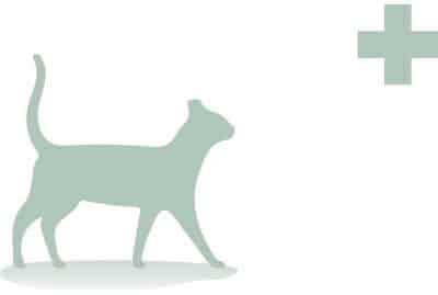 Inikua_Krankenschutz_Katzen