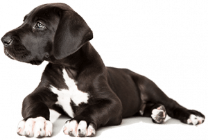 Inikua Hund3 iStock 532528033 klein1