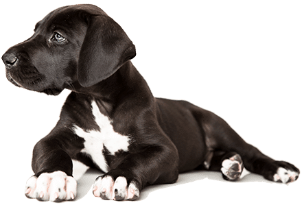 Inikua Hund3 iStock 532528033 klein1