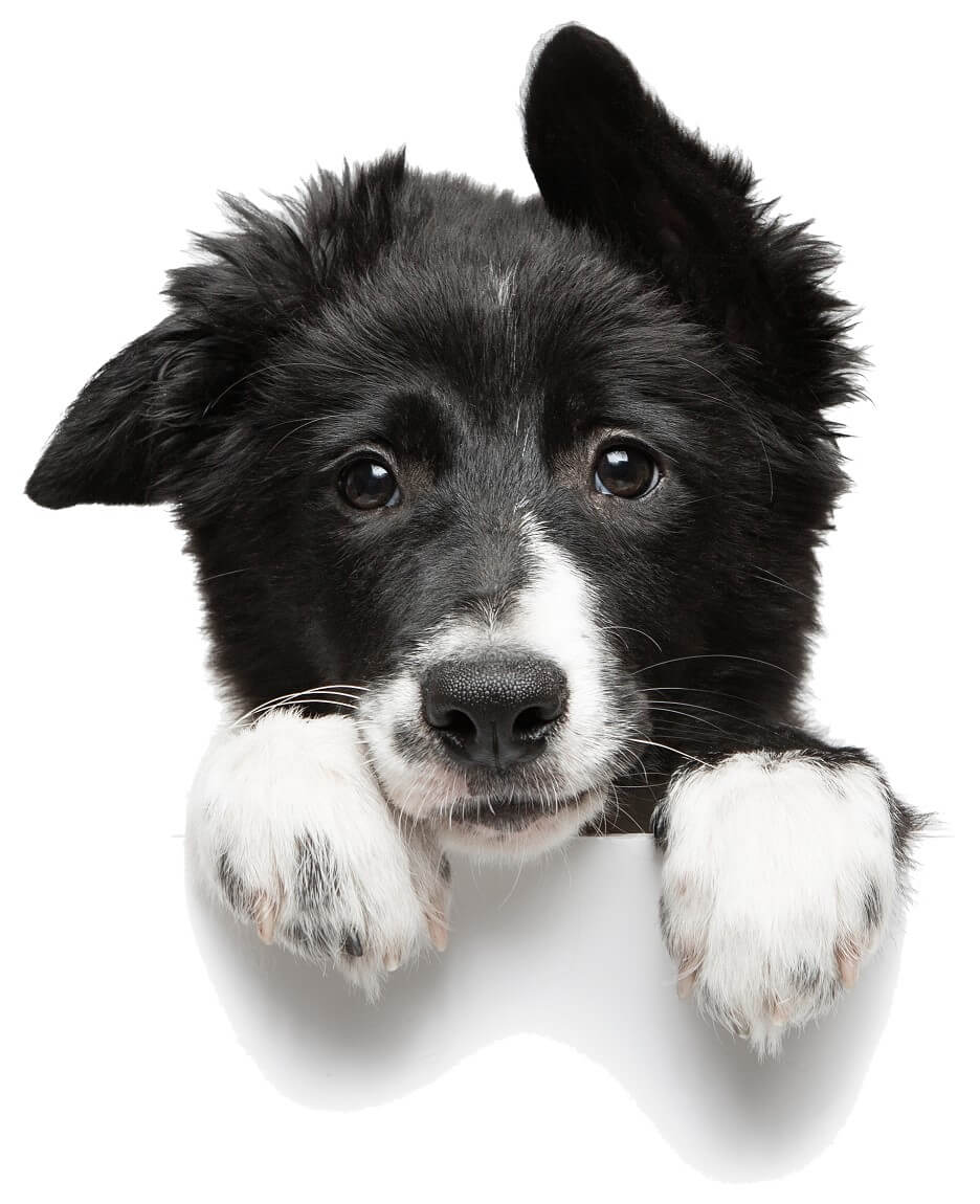Inikua_Hund_HP