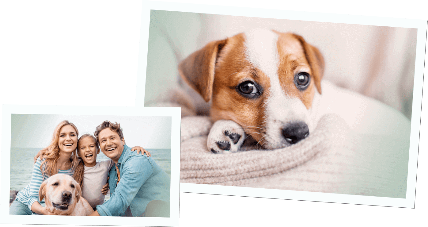 Ratgeber 52 Krankenversicherungstipps Hunde