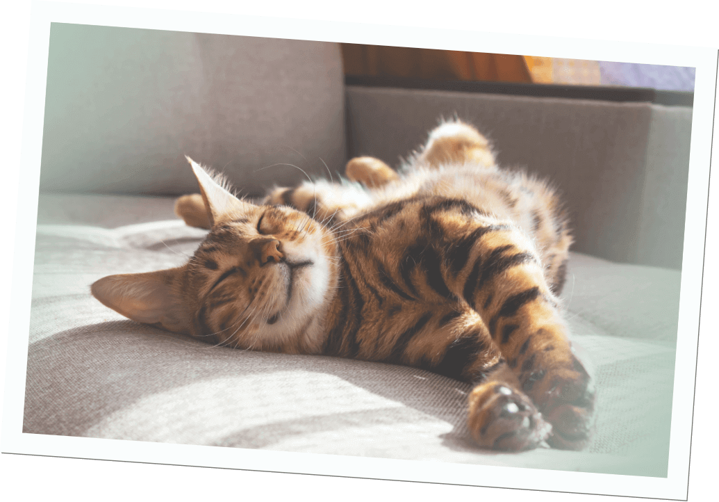 Gesundheitstipps für Katzen