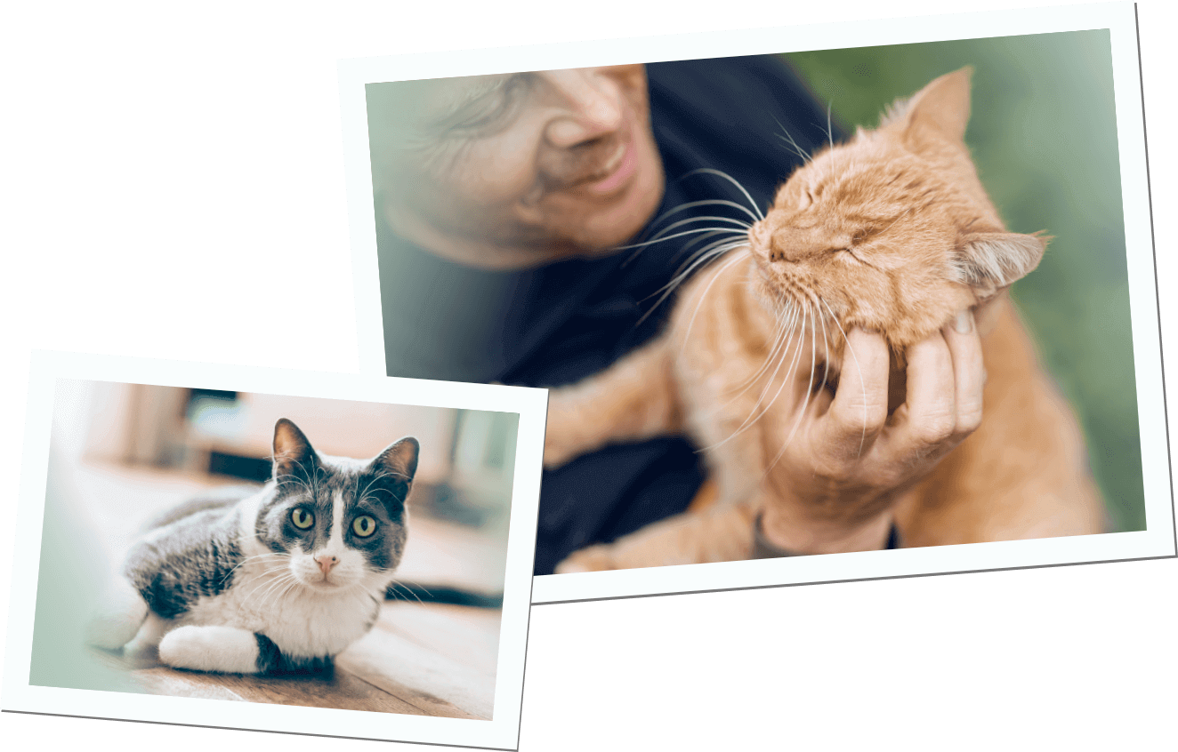 Krankenversicherungstipps Katzen