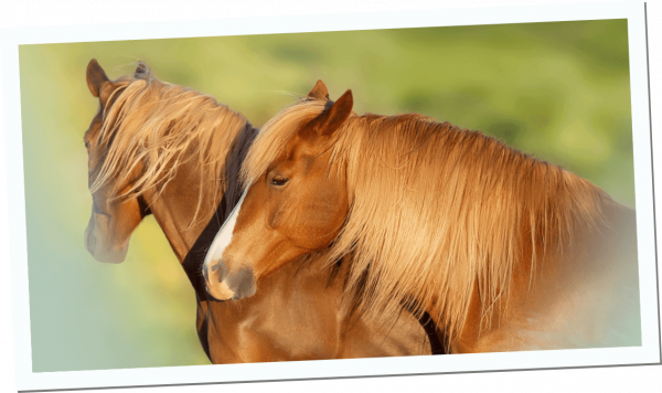 Inikua_Ratgeber_Pferd3