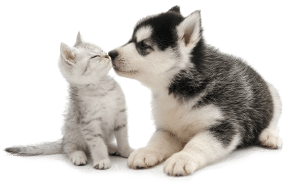 Service 30 inikua_Hund_Katze1_iStock-526356029_klein(1)