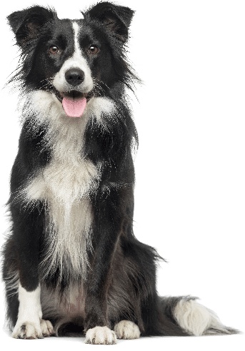 inikua_hund_not_found