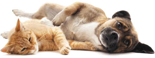 inkiua_Hund_Katze2_iStock-1031552206_klein(1)