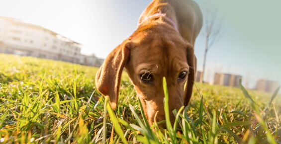Krankenschutz Hunde 30 Inikua-Krankenversicherung Hunde