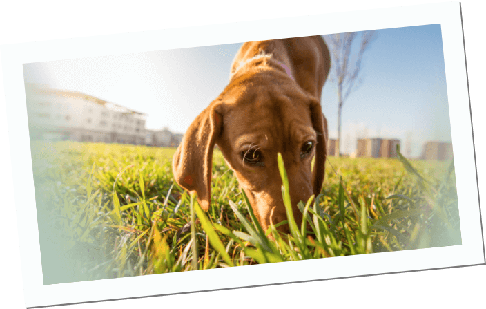 INIKUA_Hunde_KV_2