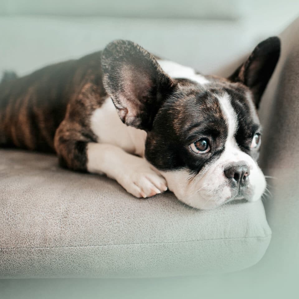 INIKUA_Hunde_KV_960x960