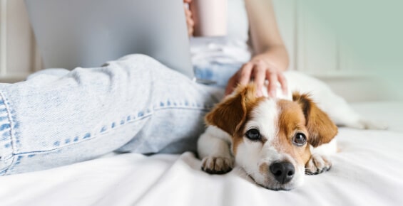 Krankenschutz Hunde 24 Inikua-OP-Versicherung Hunde