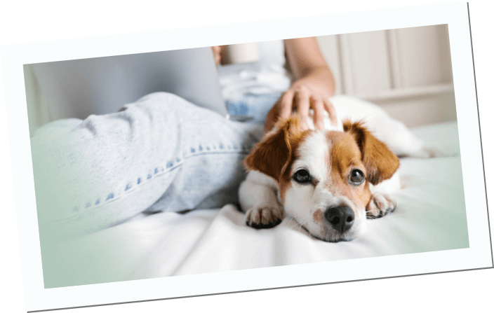 Inikua OP-Versicherung Hunde