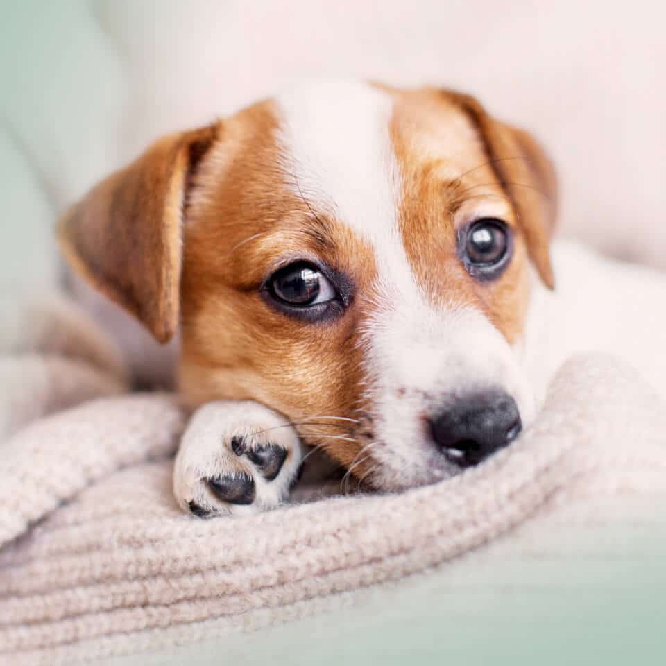 INIKUA KRANKENSCHUTZ HUNDE