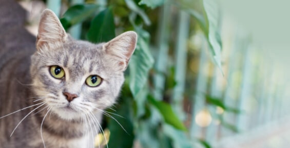 Inikua-Krankenversicherung Katzen