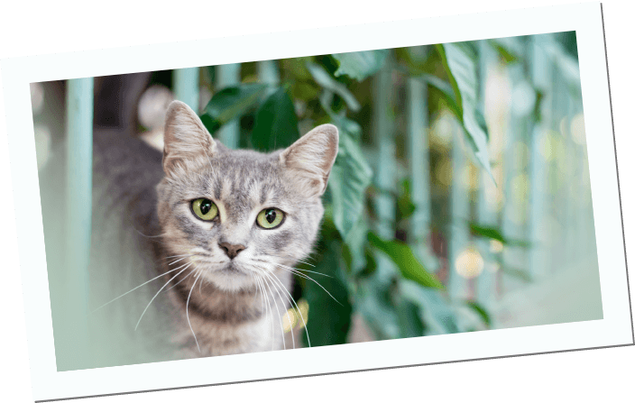 Inikua Krankenversicherung Katzen