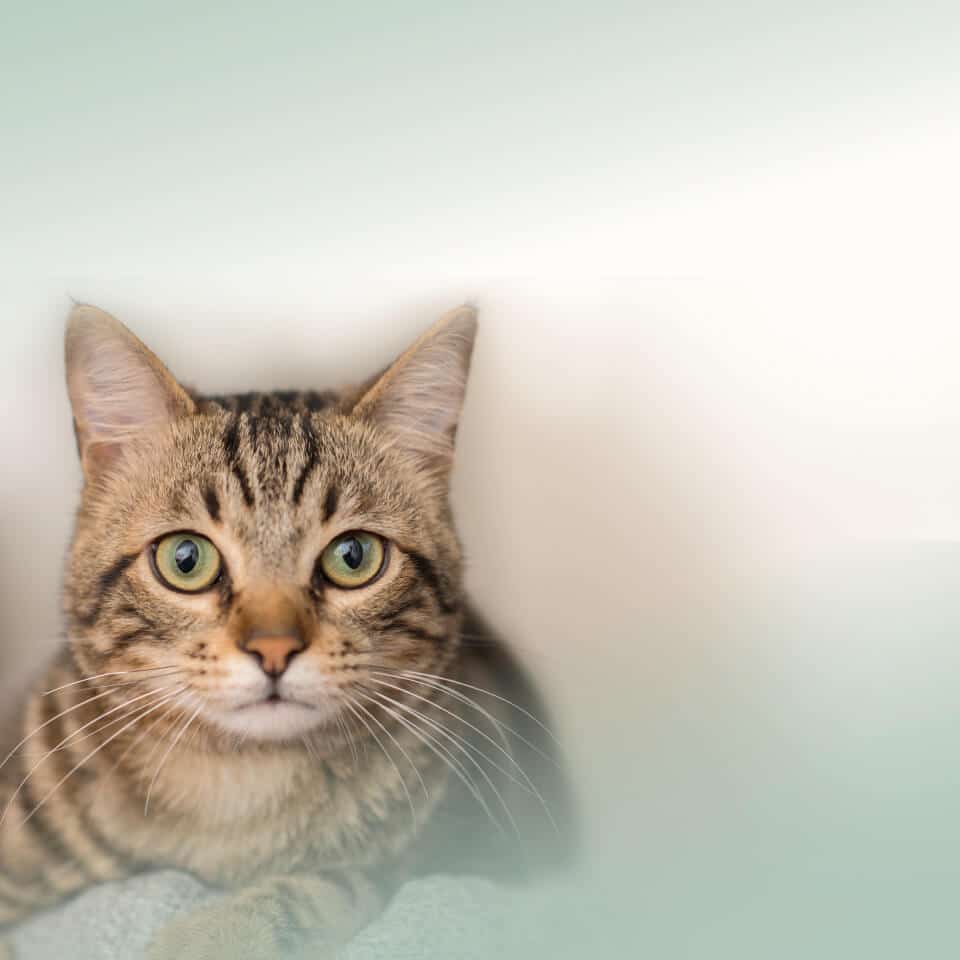 INIKUA_Katze_KVV_960x960