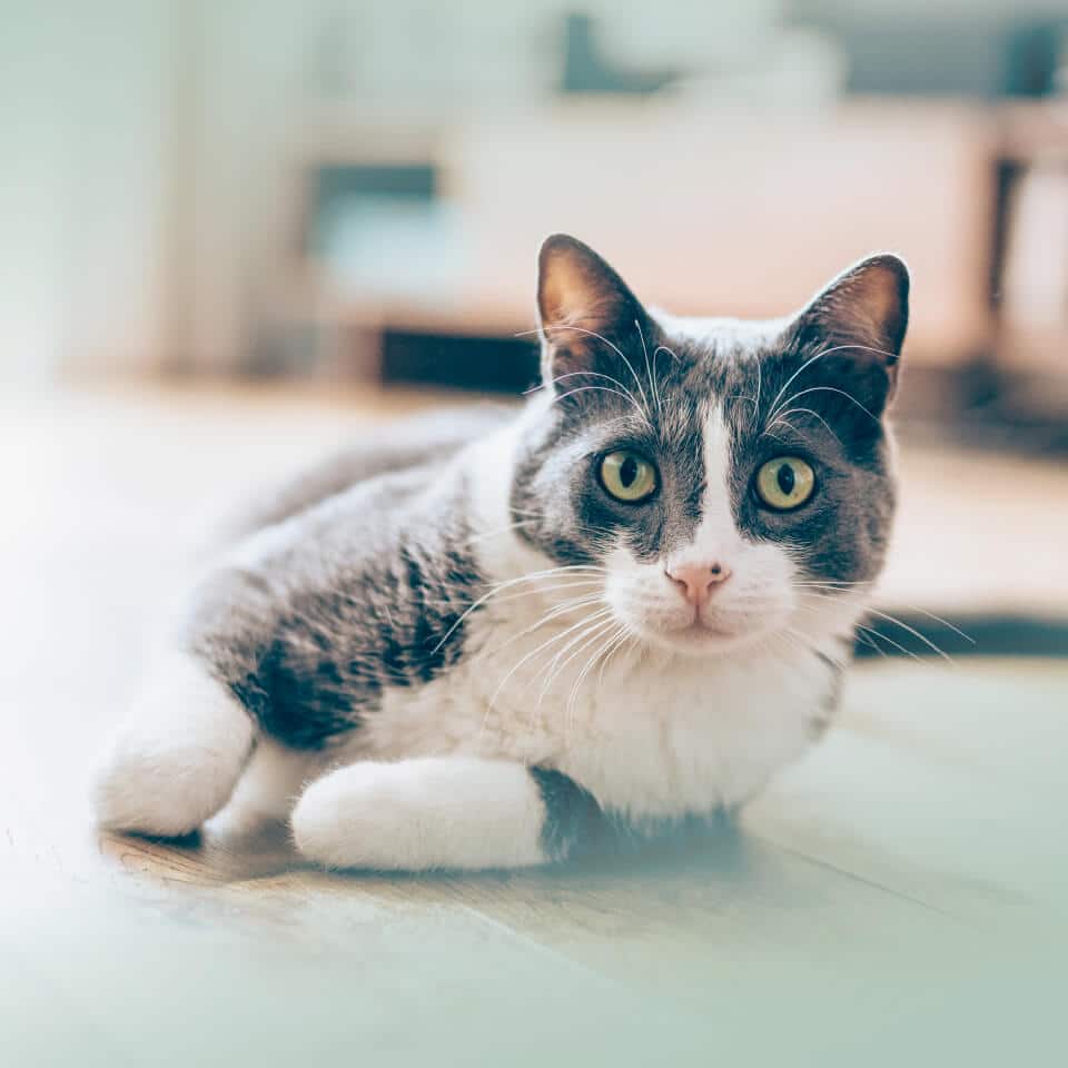 INIKUA_Katze_Op-V_960x960