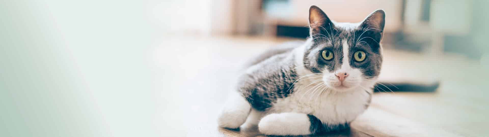 INIKUA_Katze_Op-V_Header