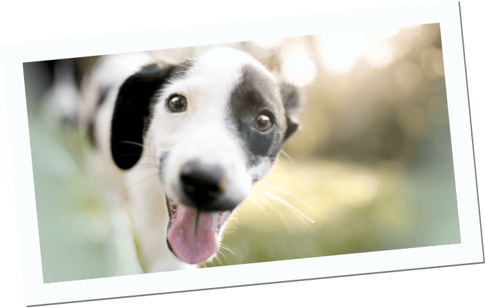 Inikua Hunde weitere Versicherungen