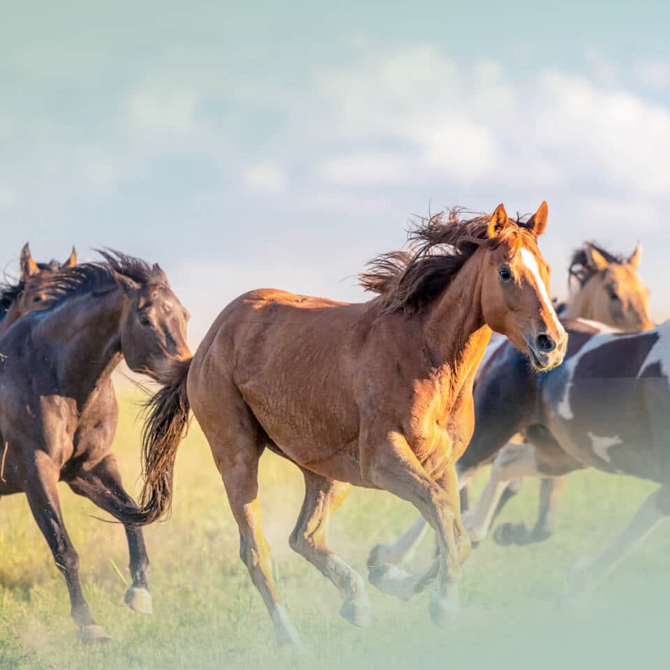 Inikua_Krankenschutz_960x960