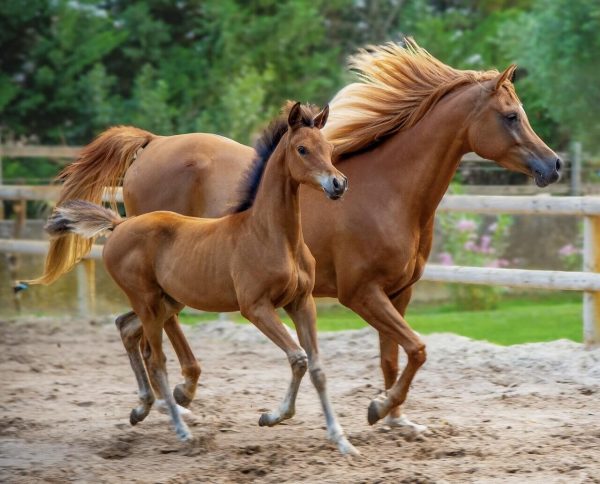 pferd erfahrung ist wichtig