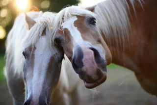 tipps vor dem kauf eines pferdes