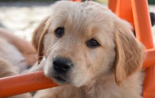 dog-8272860_1920