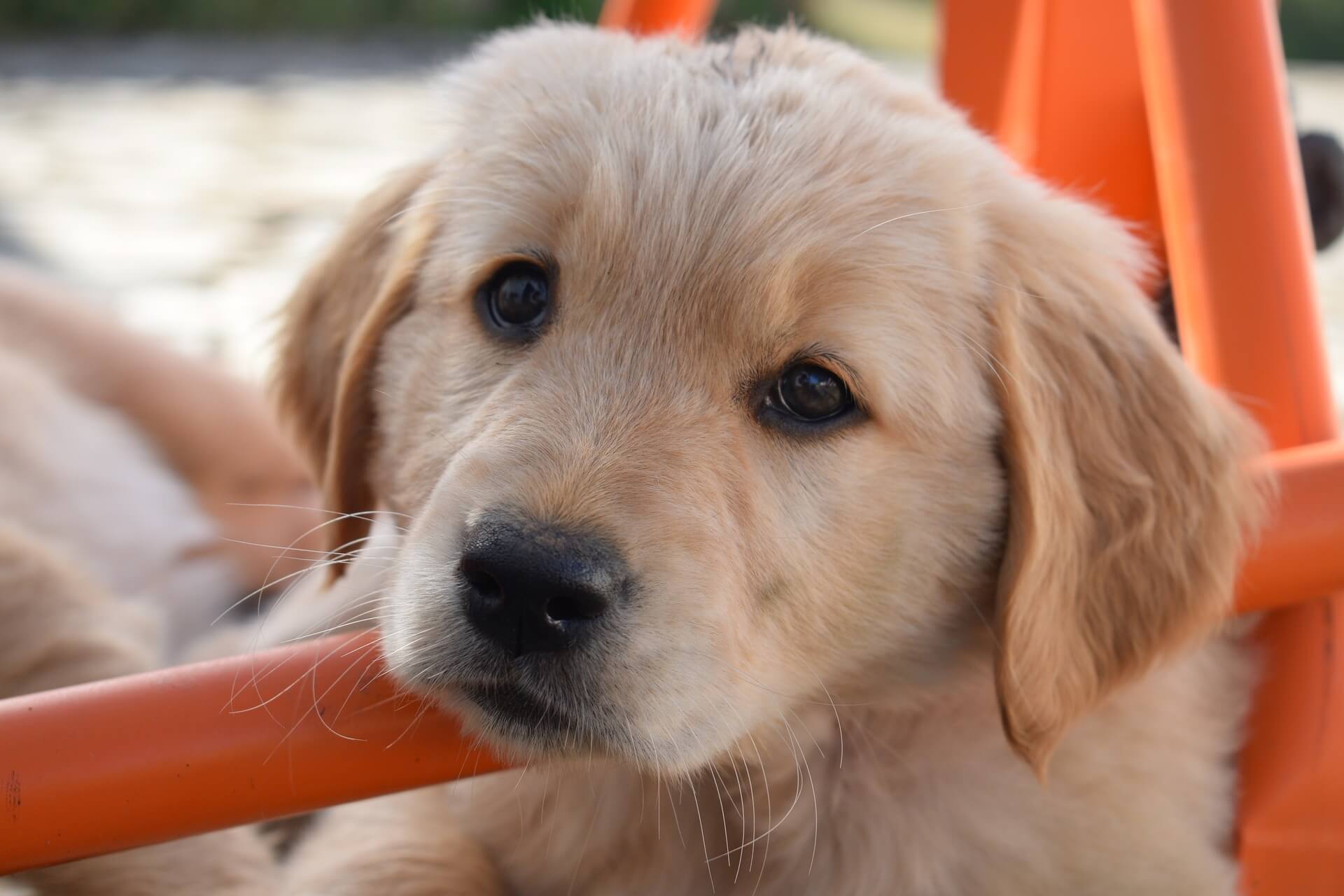 dog-8272860_1920
