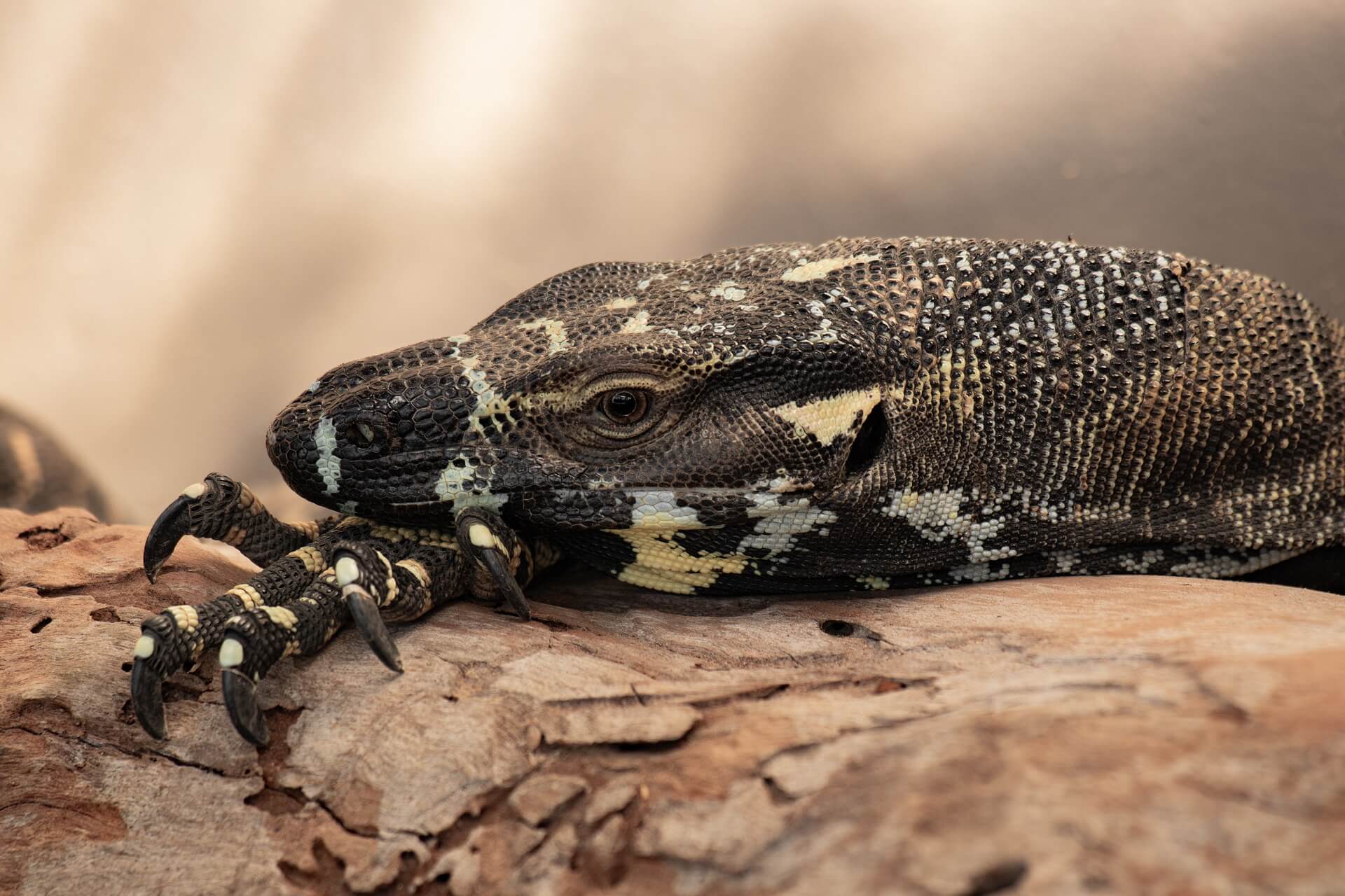 partner-exotische-tiere