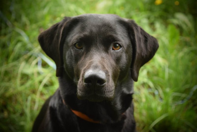 partner-hund-haft