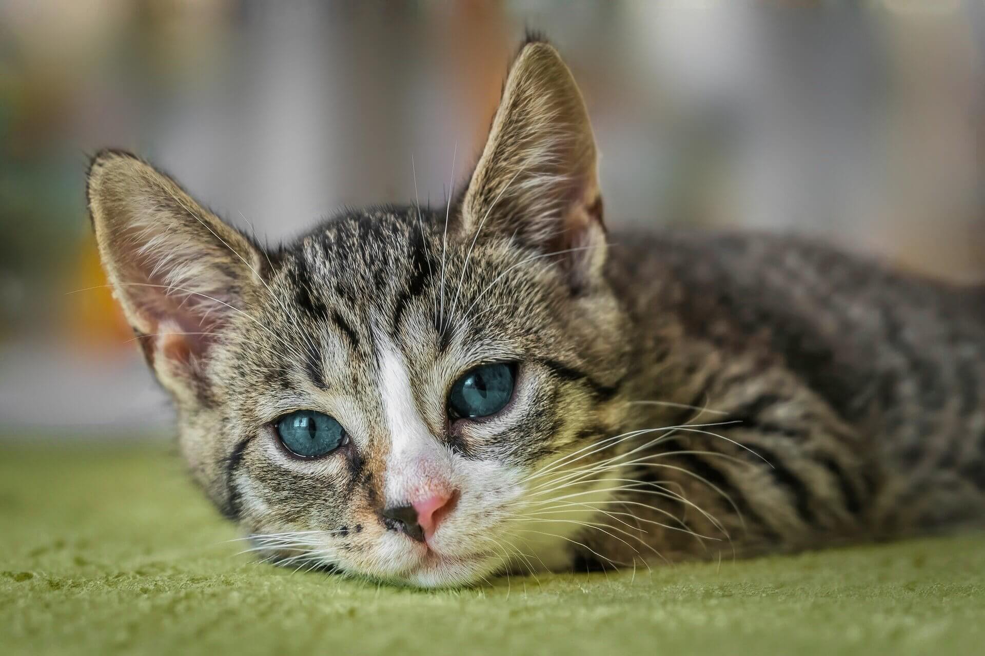 partner-katze-op