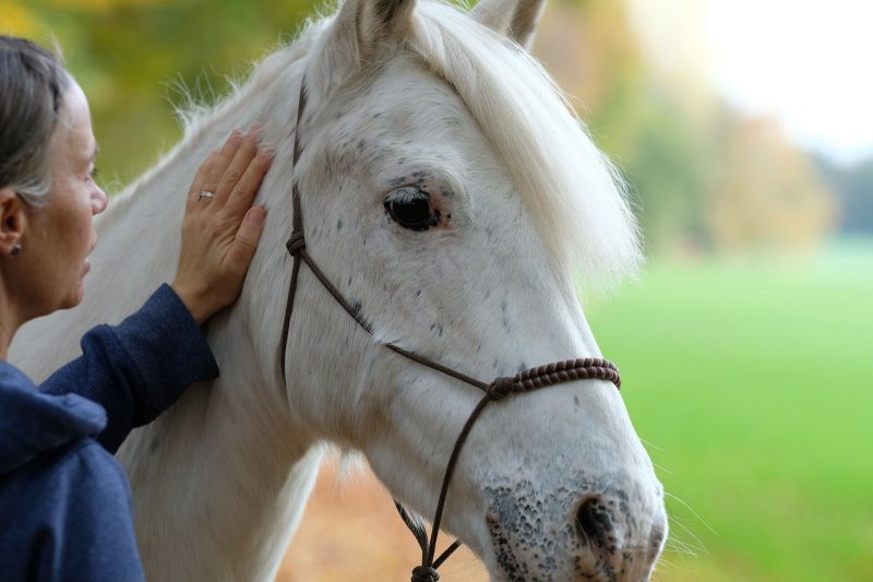 partner-pferd-kv