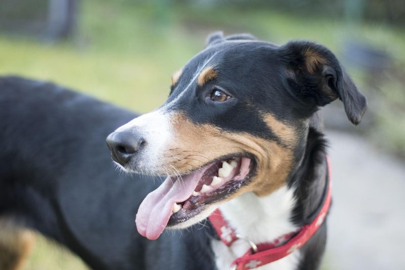 Barmenia Versicherungen - Inikua Partner 27 appenzeller sennenhund 3755018 1920