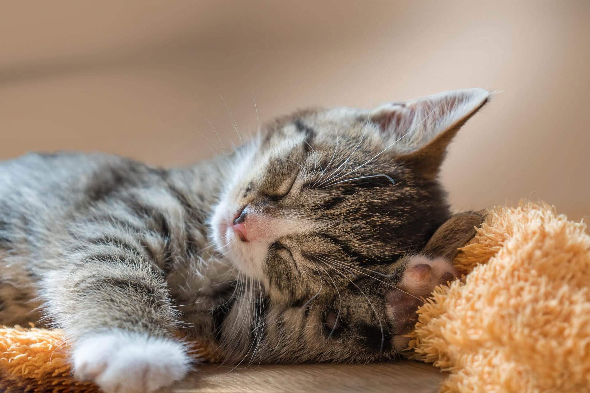 cat 8130334 1920