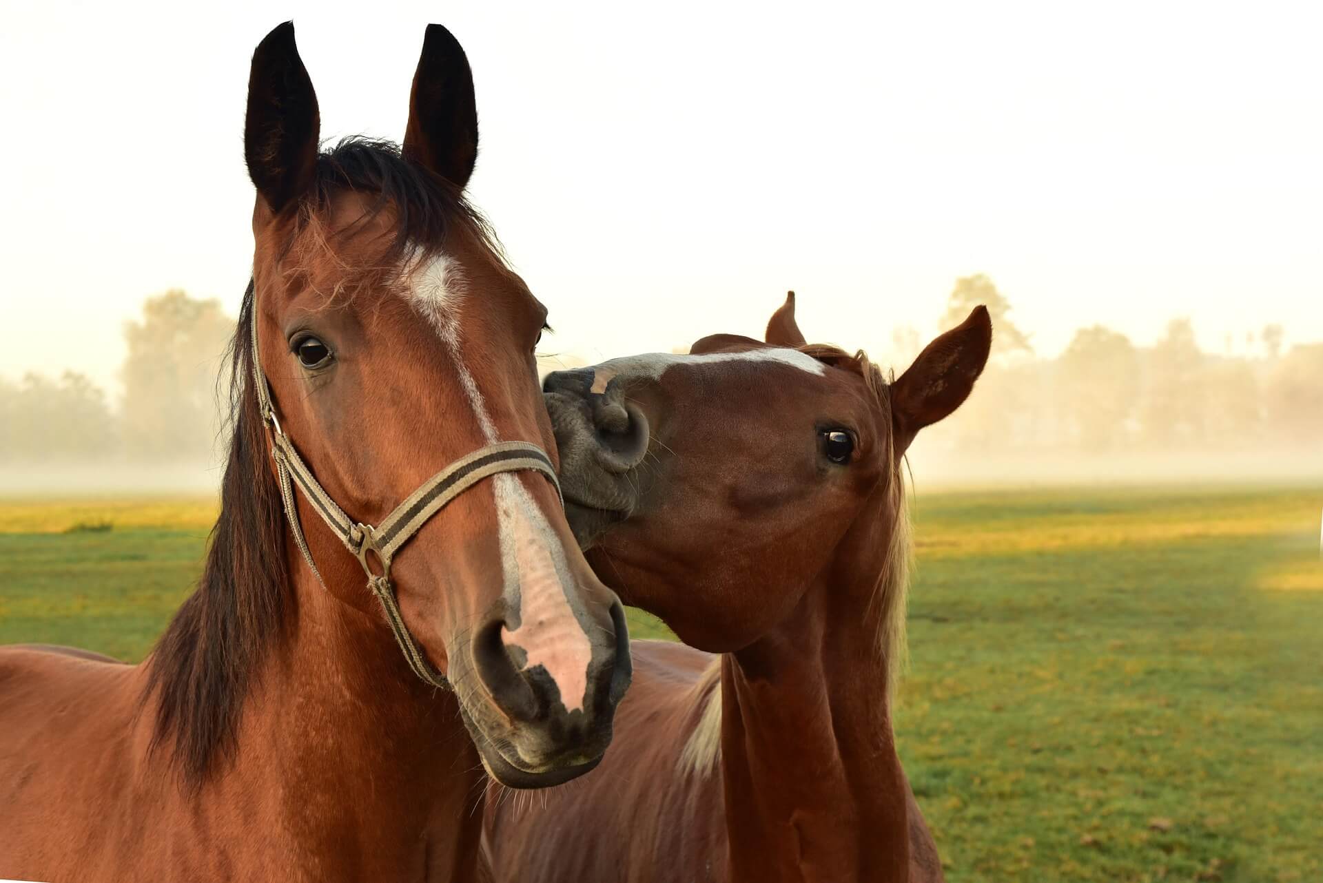 horses 3747374 1920