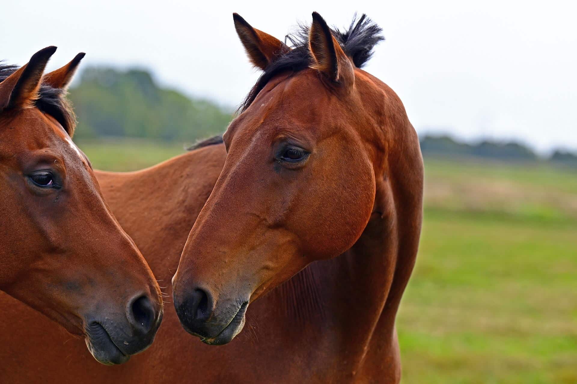 horses 7609163 1920