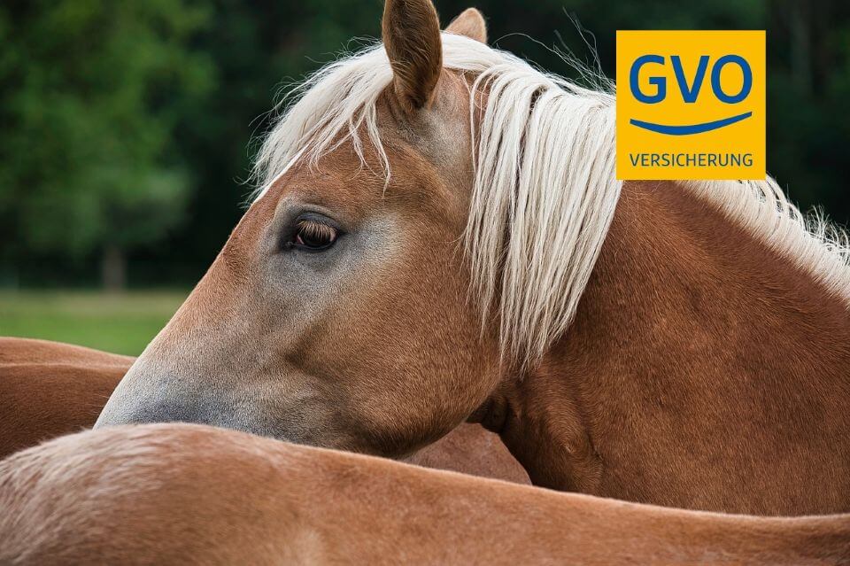 Pferdehaftpflichtversicherungen 32 GVO Pferd Haft