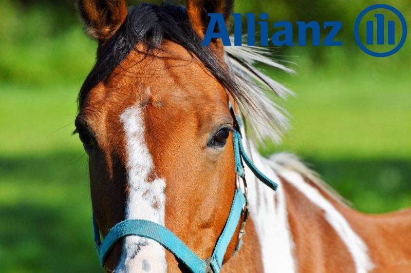 Allianz Pferd KV
