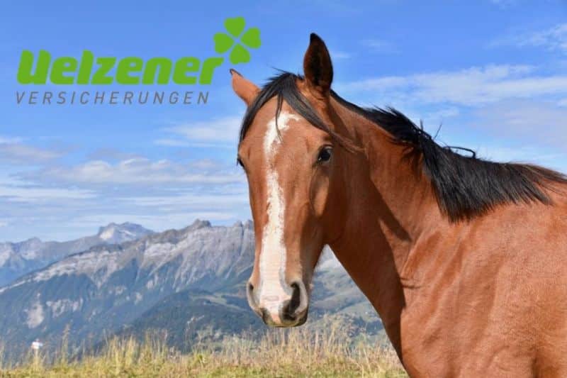Uelzener Pferd KV