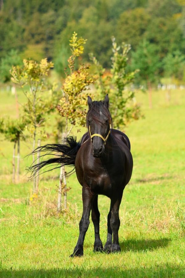 stallion