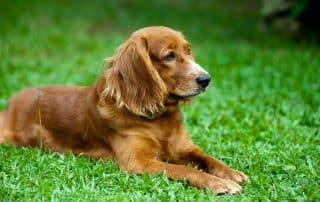 hunde-haftpflicht-partner-gvo