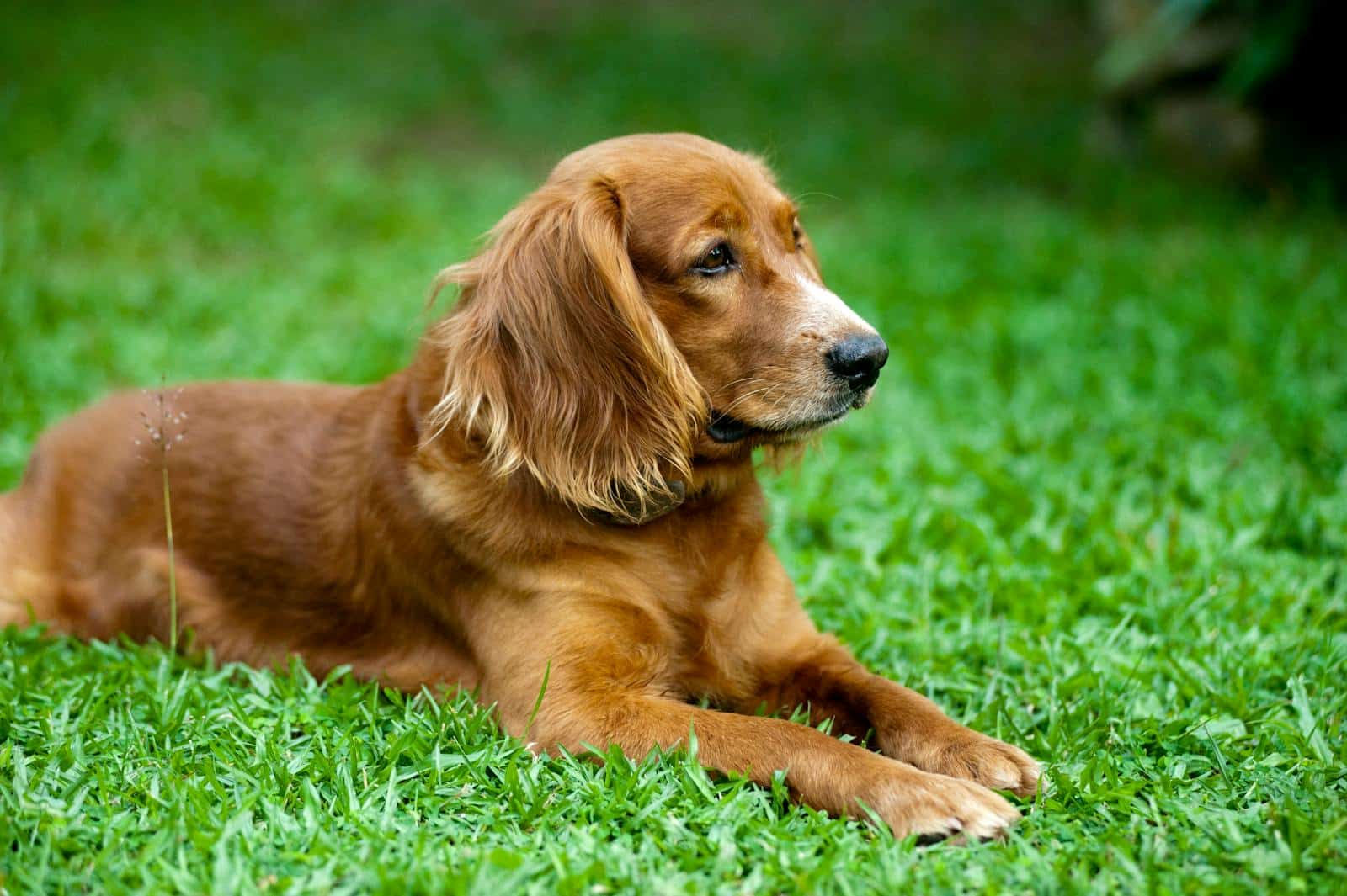 hunde-haftpflicht-partner-gvo